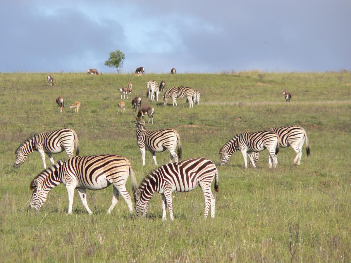 Lalibela Game Reserve Mark'S Camp Grahamstown Εξωτερικό φωτογραφία