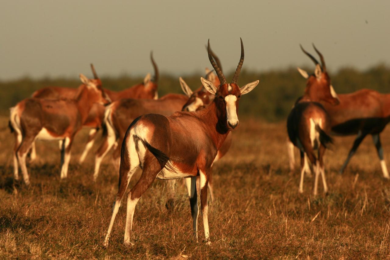 Lalibela Game Reserve Mark'S Camp Grahamstown Εξωτερικό φωτογραφία