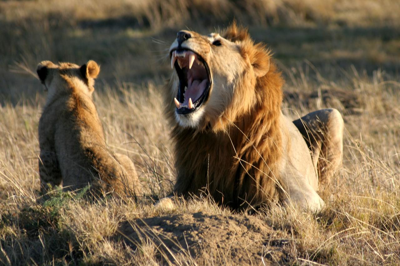 Lalibela Game Reserve Mark'S Camp Grahamstown Εξωτερικό φωτογραφία