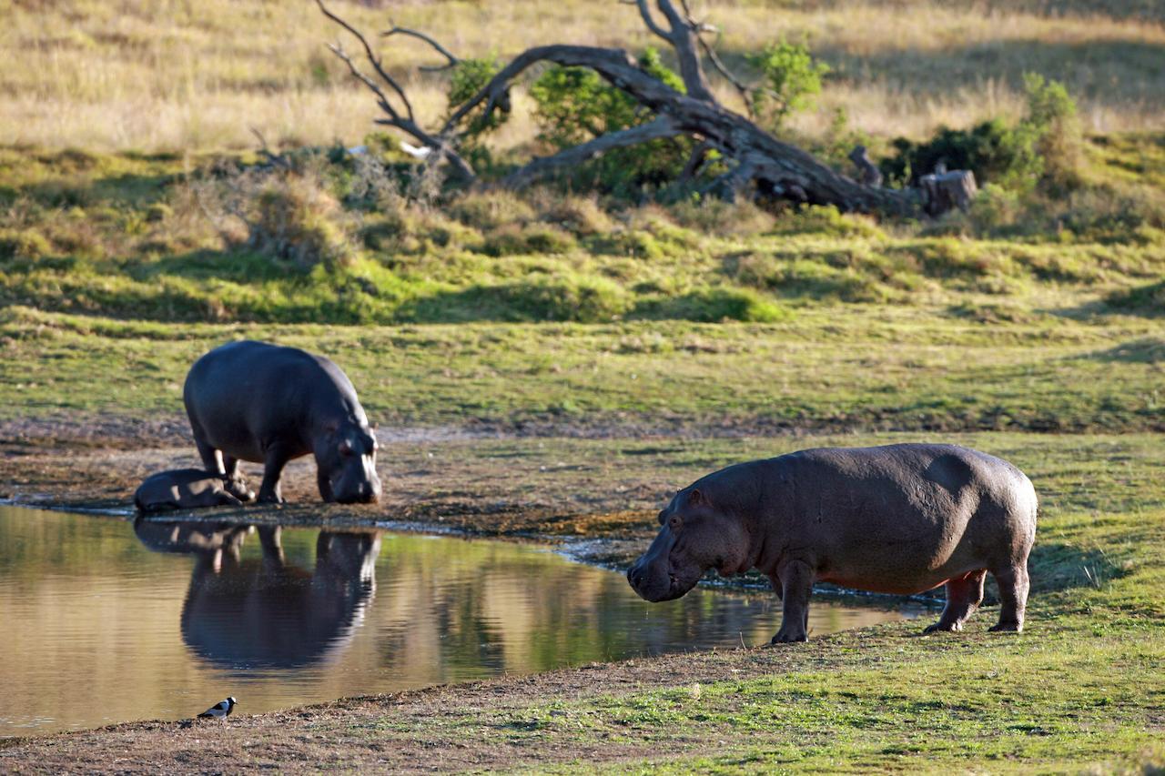 Lalibela Game Reserve Mark'S Camp Grahamstown Εξωτερικό φωτογραφία