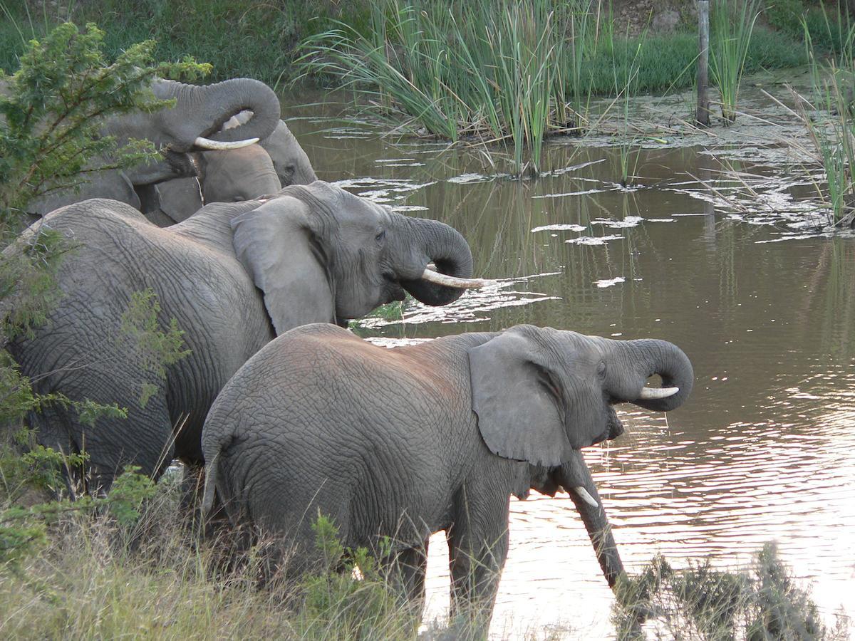 Lalibela Game Reserve Mark'S Camp Grahamstown Εξωτερικό φωτογραφία