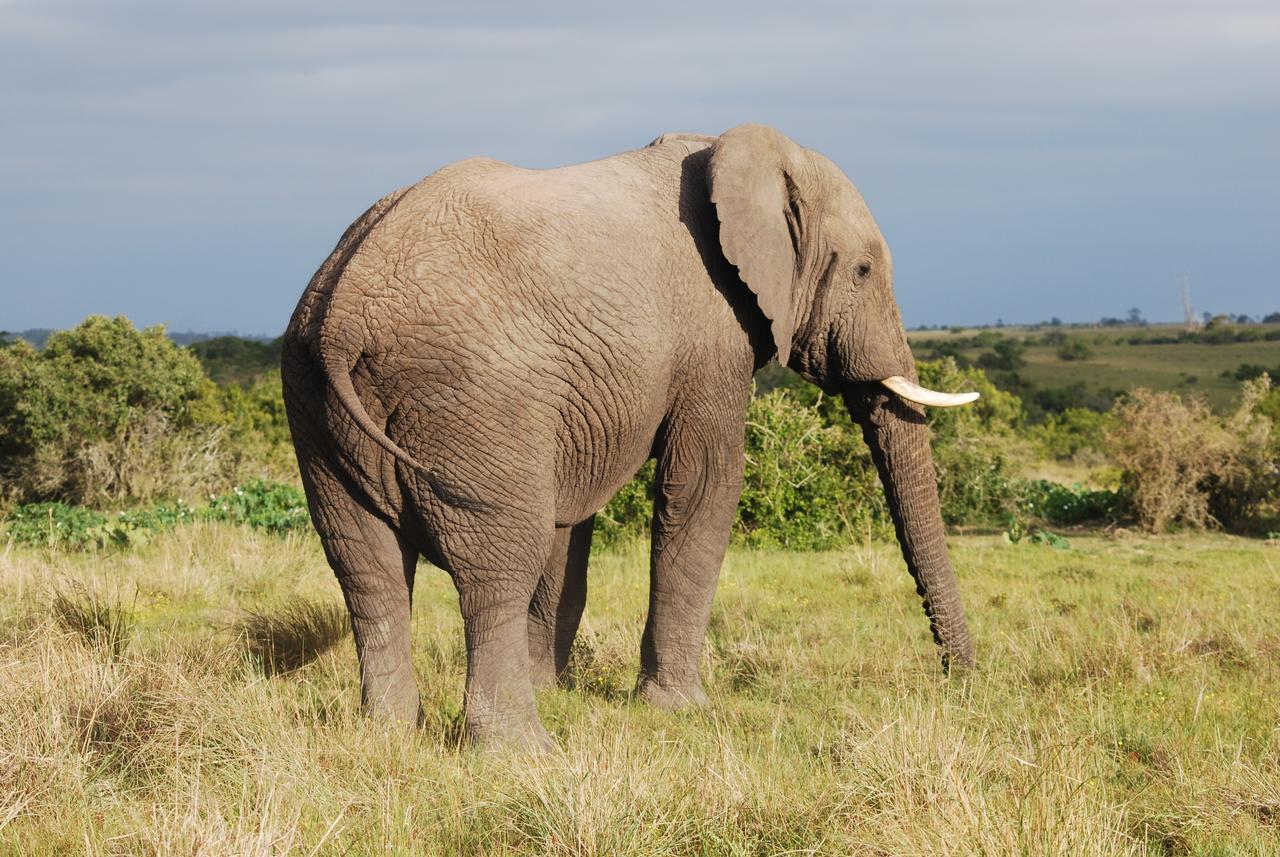 Lalibela Game Reserve Mark'S Camp Grahamstown Εξωτερικό φωτογραφία