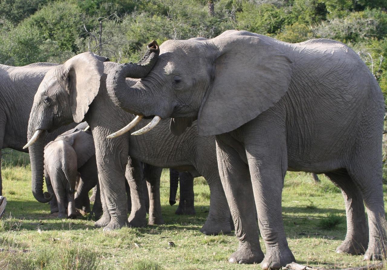 Lalibela Game Reserve Mark'S Camp Grahamstown Εξωτερικό φωτογραφία