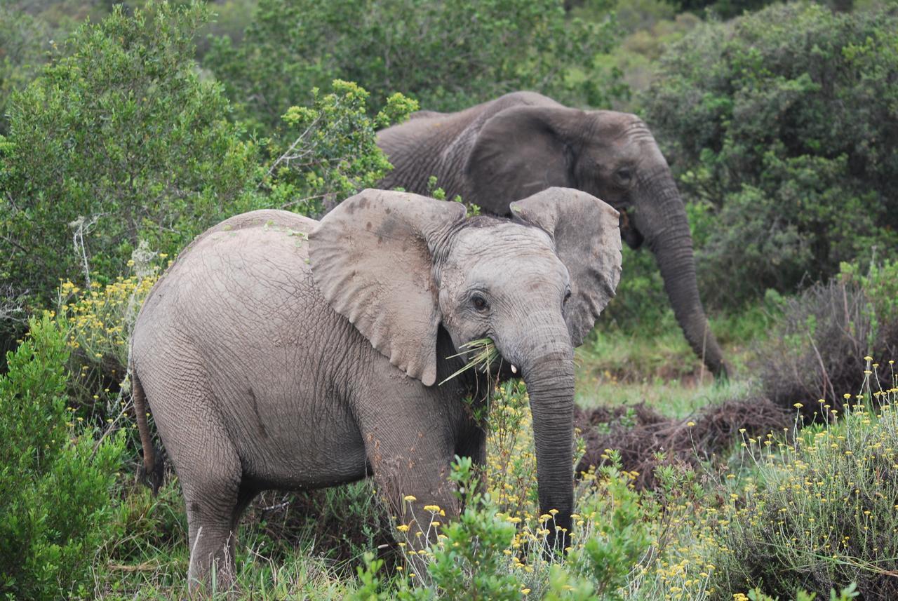 Lalibela Game Reserve Mark'S Camp Grahamstown Εξωτερικό φωτογραφία