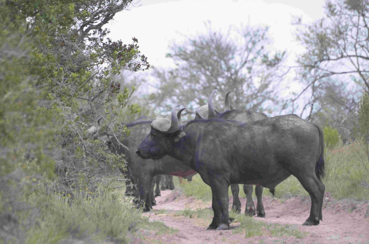 Lalibela Game Reserve Mark'S Camp Grahamstown Εξωτερικό φωτογραφία