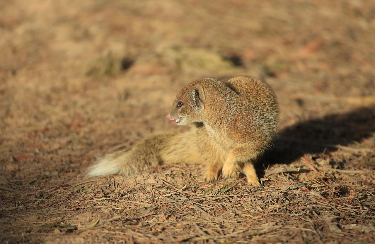 Lalibela Game Reserve Mark'S Camp Grahamstown Εξωτερικό φωτογραφία