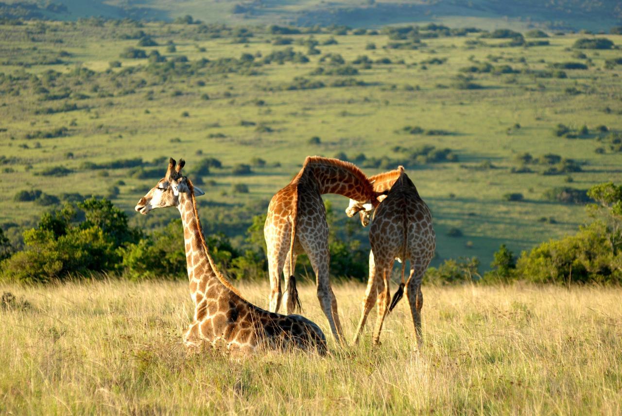 Lalibela Game Reserve Mark'S Camp Grahamstown Εξωτερικό φωτογραφία