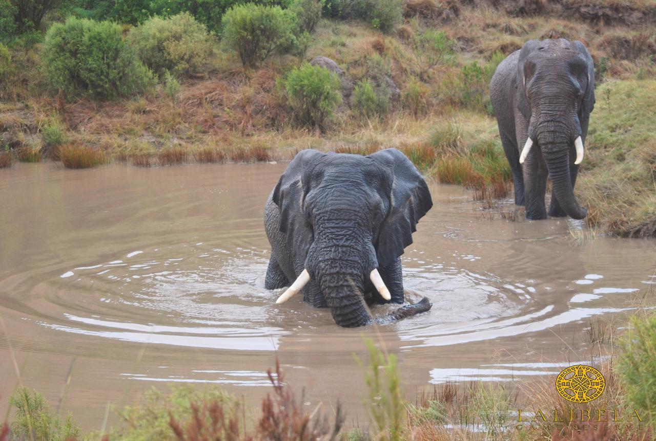 Lalibela Game Reserve Mark'S Camp Grahamstown Εξωτερικό φωτογραφία