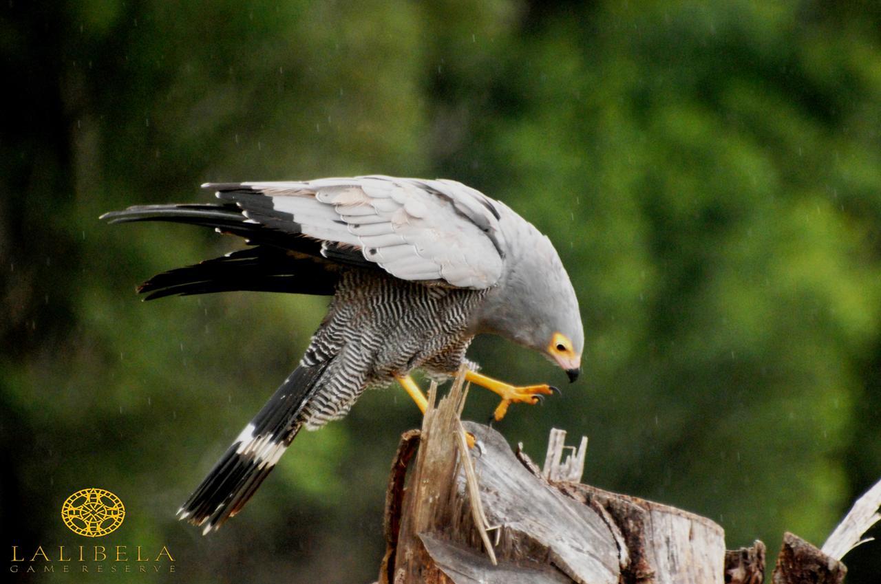 Lalibela Game Reserve Mark'S Camp Grahamstown Εξωτερικό φωτογραφία