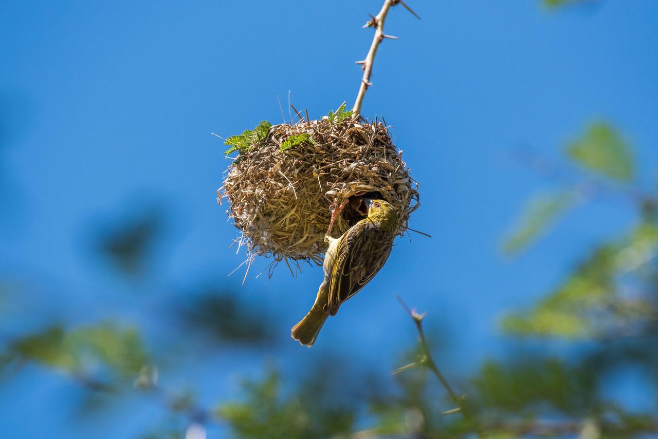 Lalibela Game Reserve Mark'S Camp Grahamstown Εξωτερικό φωτογραφία