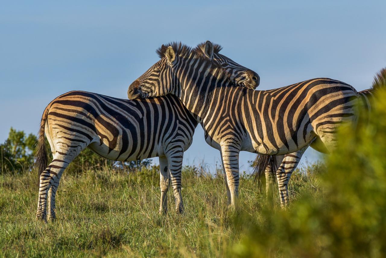 Lalibela Game Reserve Mark'S Camp Grahamstown Εξωτερικό φωτογραφία