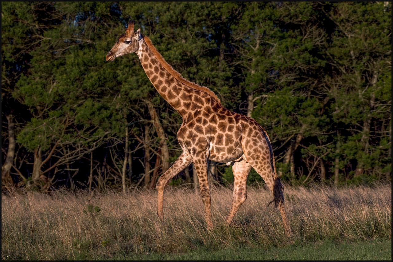 Lalibela Game Reserve Mark'S Camp Grahamstown Εξωτερικό φωτογραφία