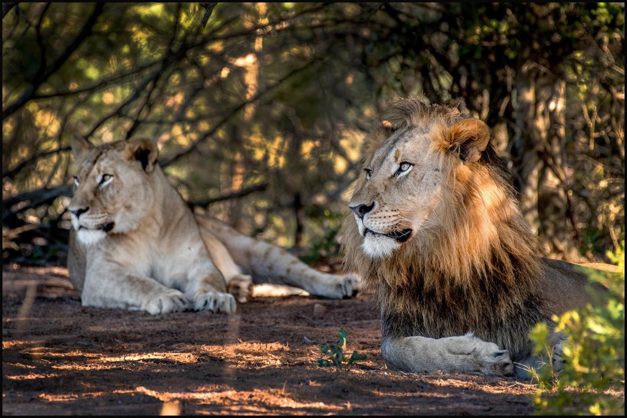 Lalibela Game Reserve Mark'S Camp Grahamstown Εξωτερικό φωτογραφία