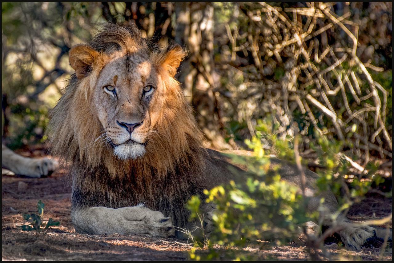 Lalibela Game Reserve Mark'S Camp Grahamstown Εξωτερικό φωτογραφία