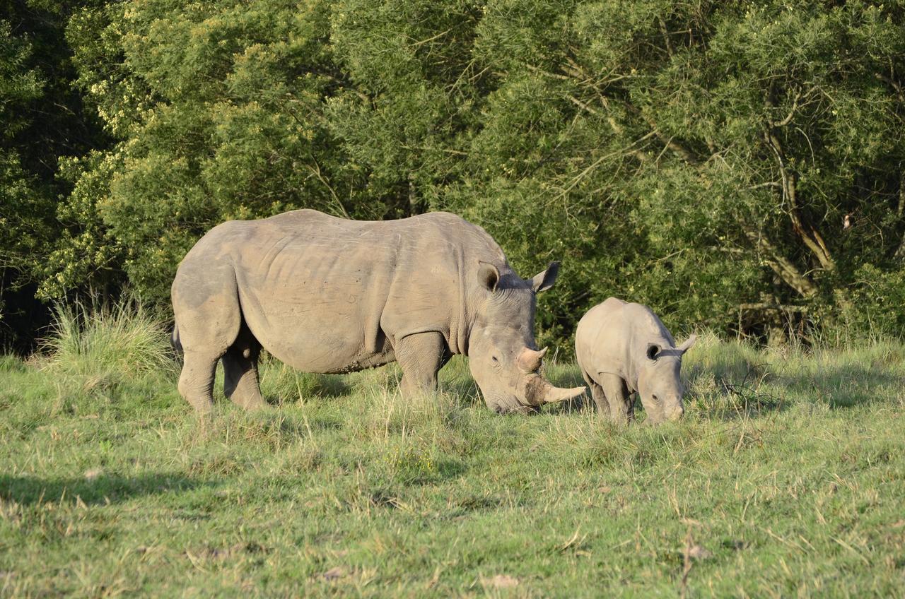 Lalibela Game Reserve Mark'S Camp Grahamstown Εξωτερικό φωτογραφία