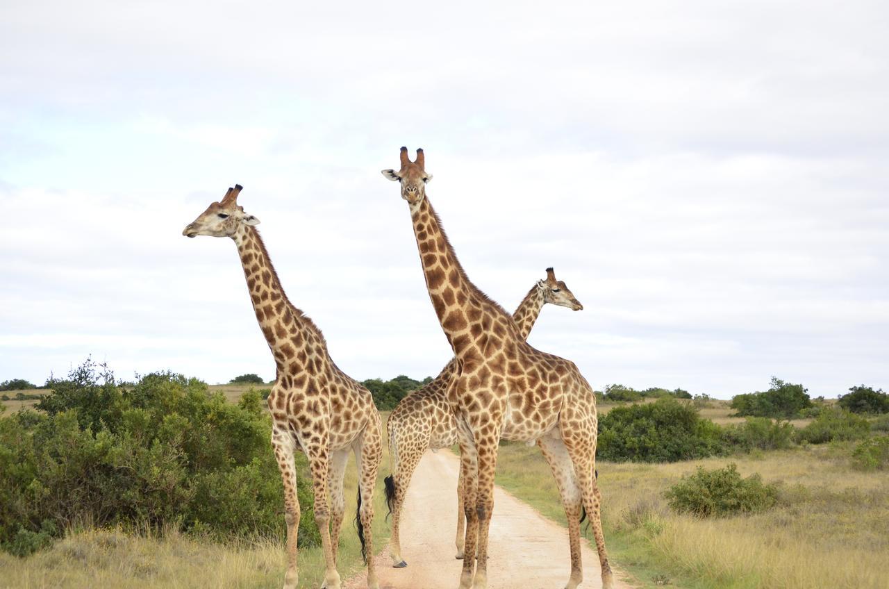 Lalibela Game Reserve Mark'S Camp Grahamstown Εξωτερικό φωτογραφία
