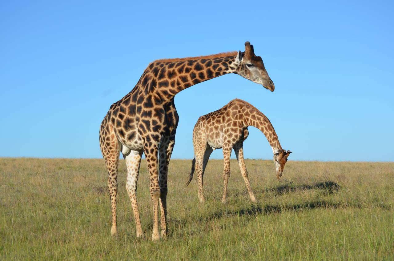 Lalibela Game Reserve Mark'S Camp Grahamstown Εξωτερικό φωτογραφία