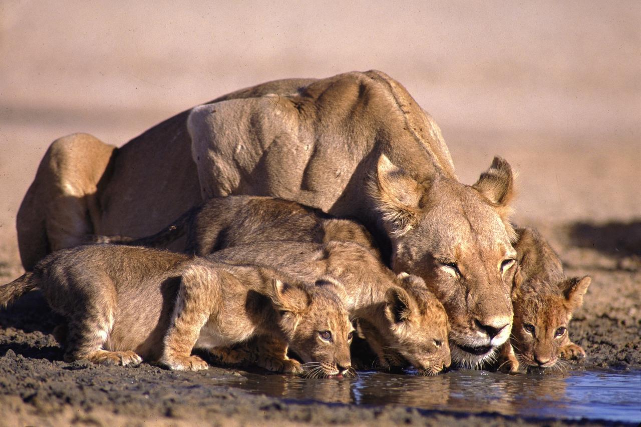 Lalibela Game Reserve Mark'S Camp Grahamstown Εξωτερικό φωτογραφία