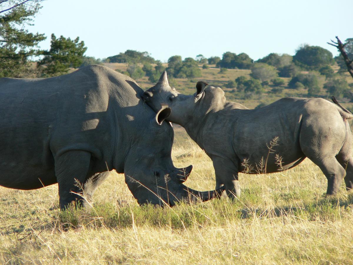 Lalibela Game Reserve Mark'S Camp Grahamstown Εξωτερικό φωτογραφία
