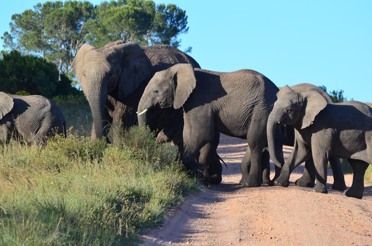 Lalibela Game Reserve Mark'S Camp Grahamstown Εξωτερικό φωτογραφία