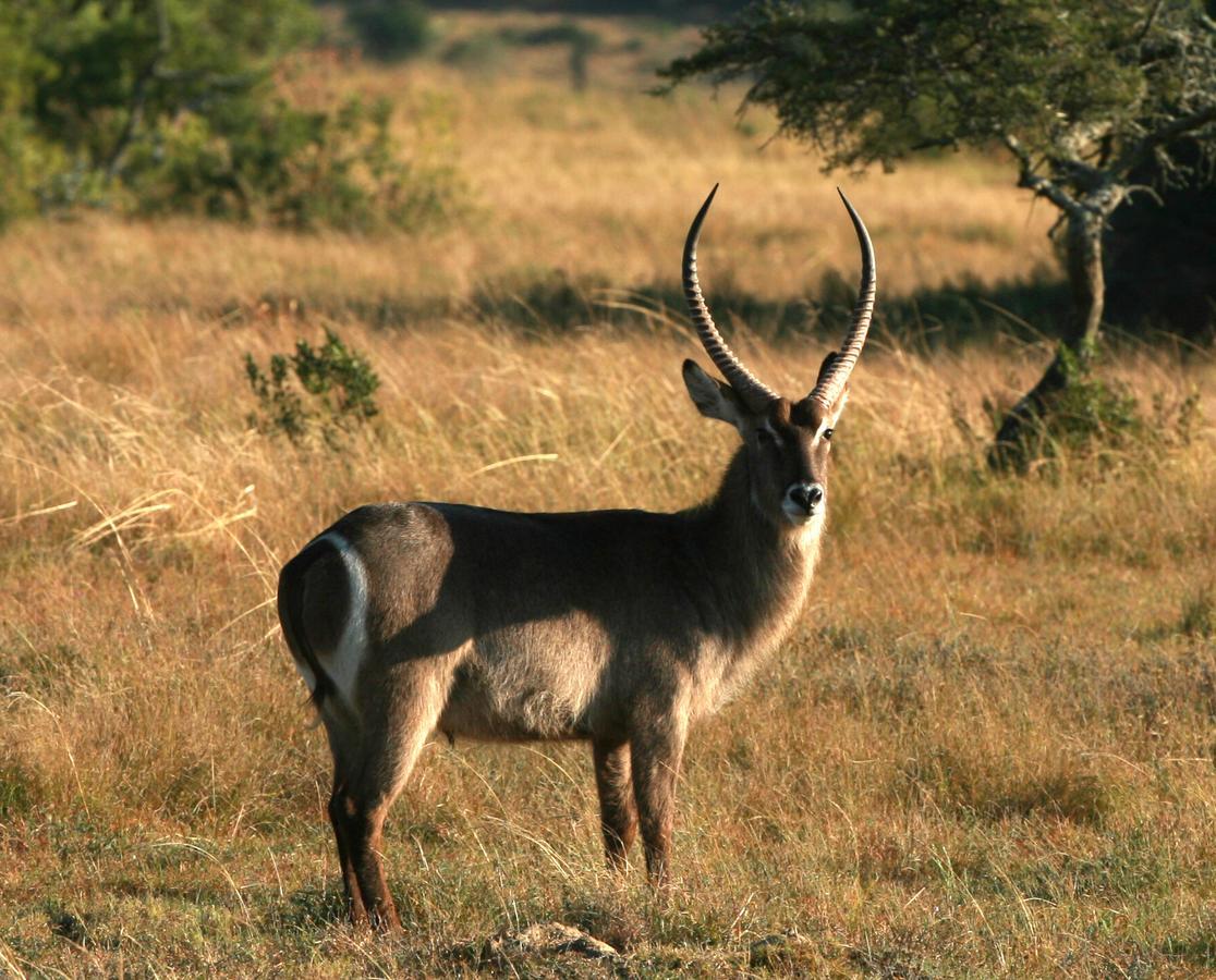 Lalibela Game Reserve Mark'S Camp Grahamstown Εξωτερικό φωτογραφία