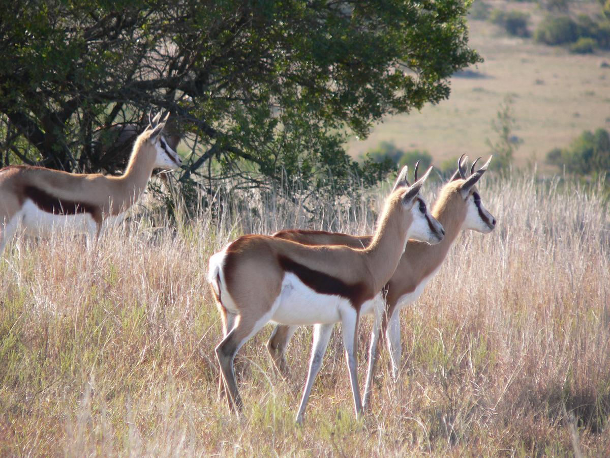 Lalibela Game Reserve Mark'S Camp Grahamstown Εξωτερικό φωτογραφία
