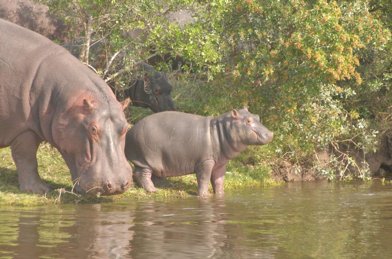 Lalibela Game Reserve Mark'S Camp Grahamstown Εξωτερικό φωτογραφία