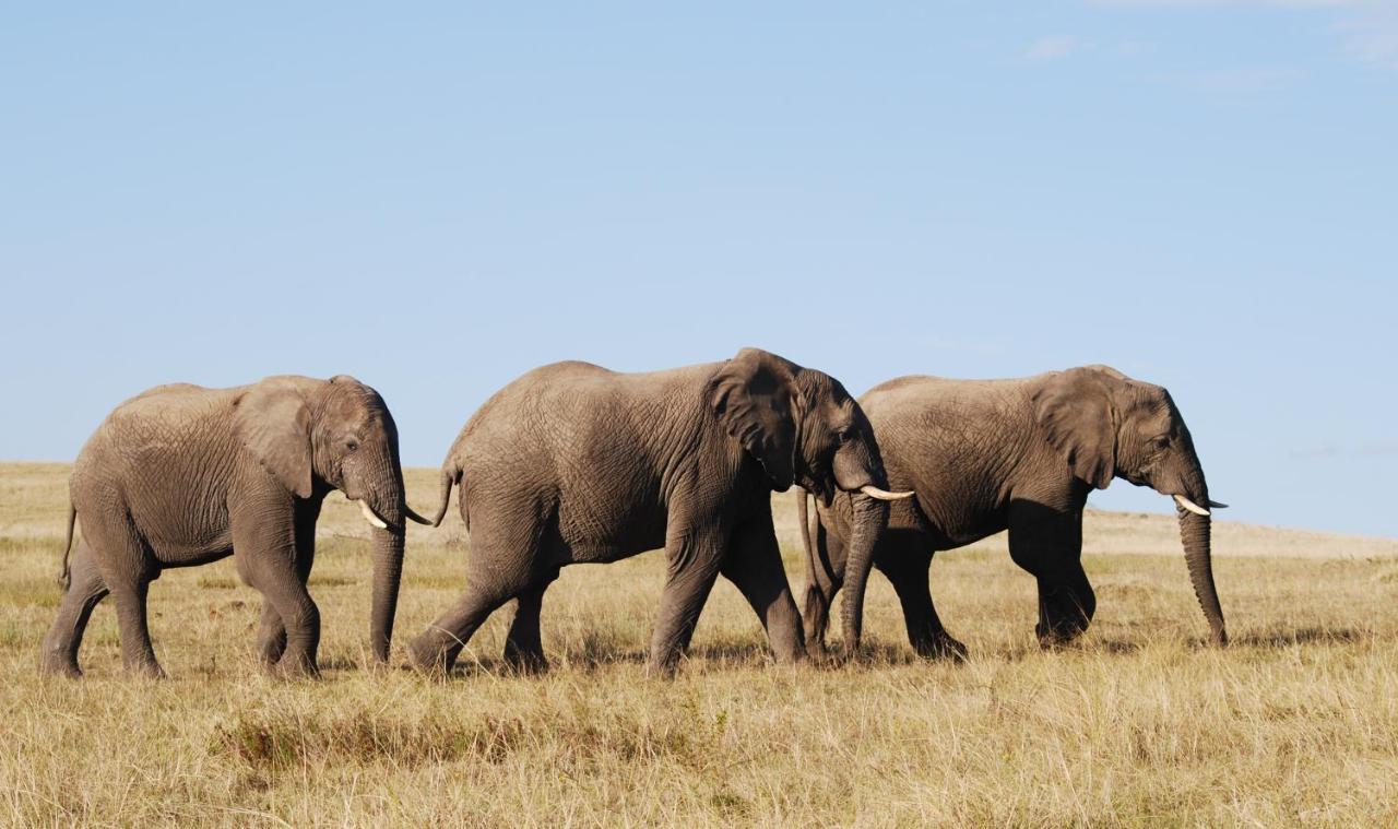 Lalibela Game Reserve Mark'S Camp Grahamstown Εξωτερικό φωτογραφία