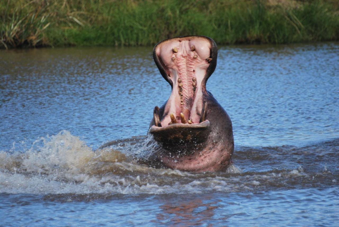 Lalibela Game Reserve Mark'S Camp Grahamstown Εξωτερικό φωτογραφία