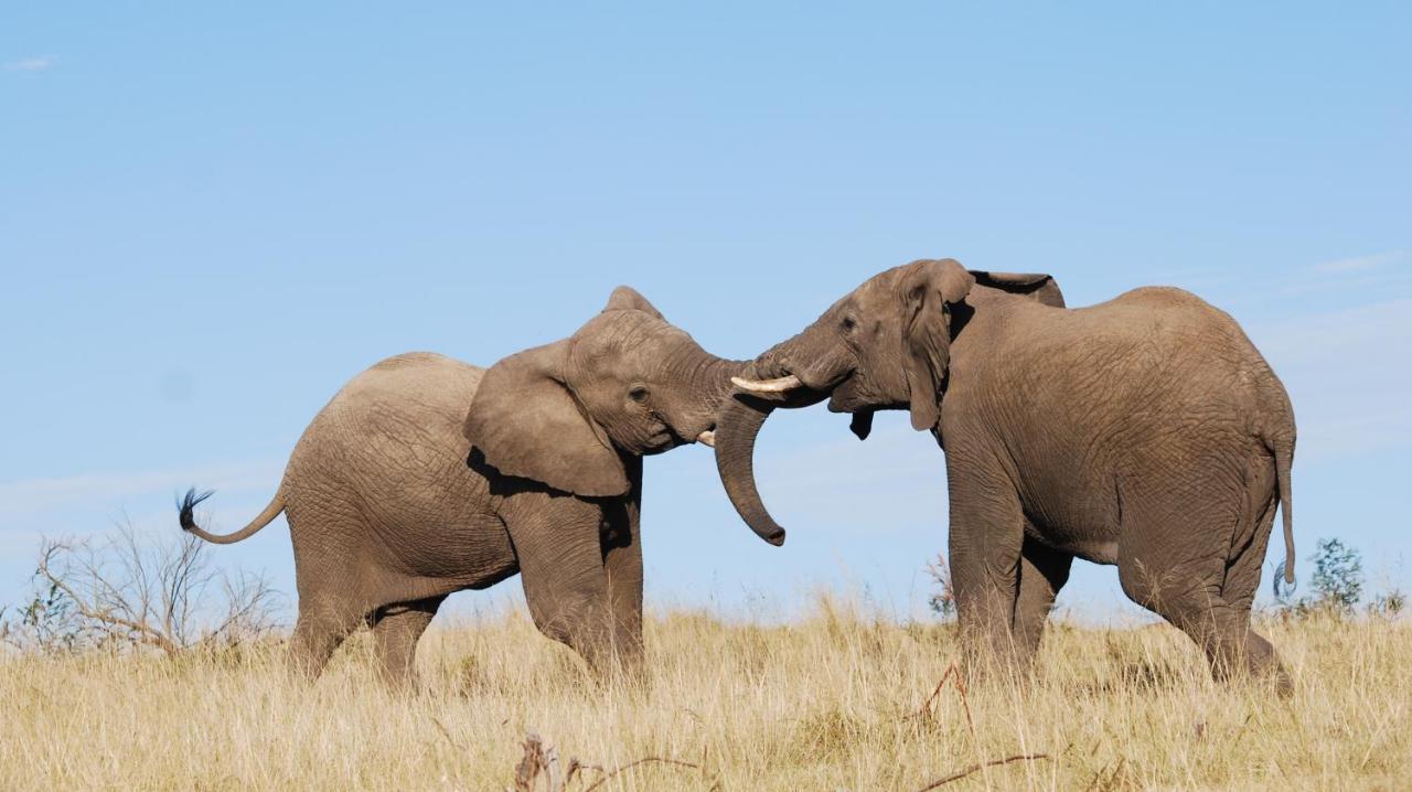 Lalibela Game Reserve Mark'S Camp Grahamstown Εξωτερικό φωτογραφία