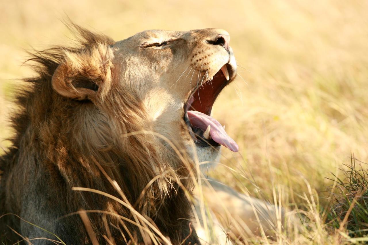 Lalibela Game Reserve Mark'S Camp Grahamstown Εξωτερικό φωτογραφία